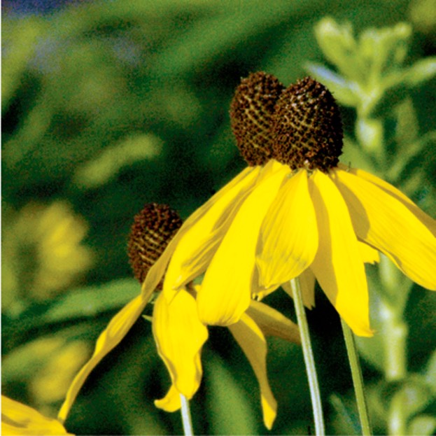 Ratibida pinnata YELLOW CONEFLOWER