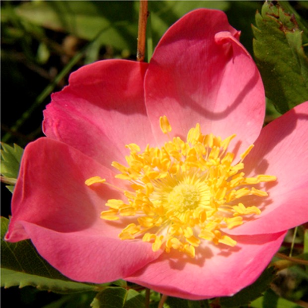 Rosa carolina PASTURE ROSE