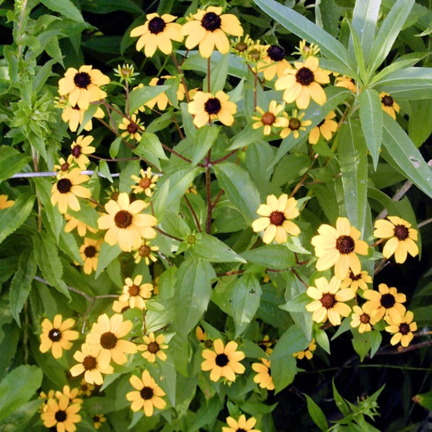 Rudbeckia triloba BROWN-EYED SUSAN DSC2540-13