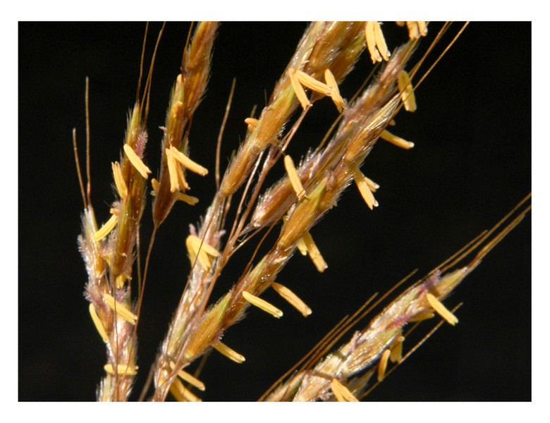 sample card - Sorghastrum nutans INDIAN GRASS(1)