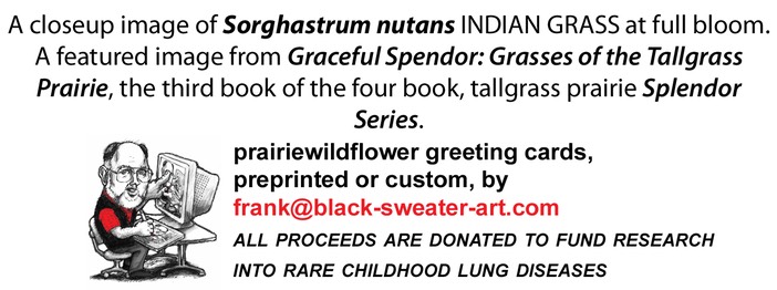 sample card back info - Sorghastrum nutans INDIAN GRASS(1)