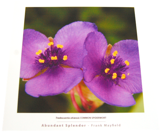 Sample Folio image - Tradescantia ohiensis COMMON SPIDERWORT 