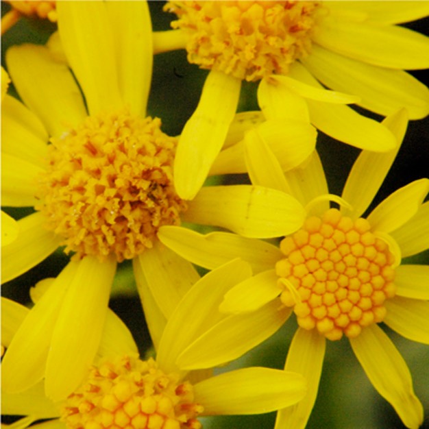 Senecio pauperculus BALSAM RAGWORT