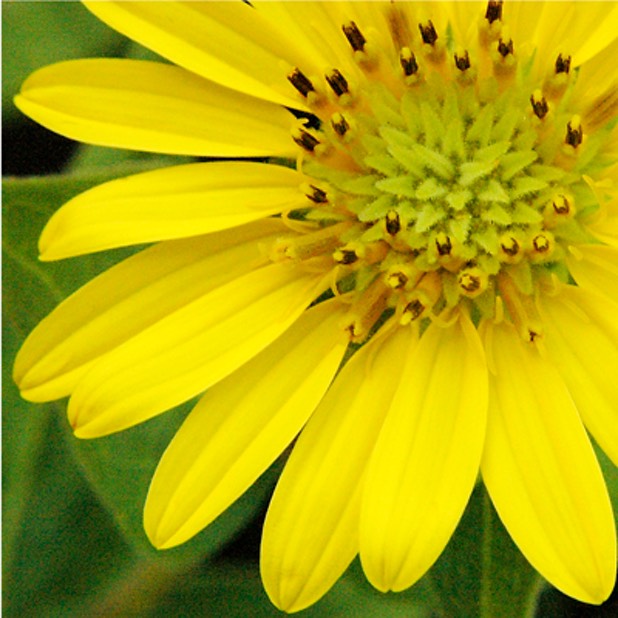 Silphium integrifolium deamii DEAM'S ROSIN WEED