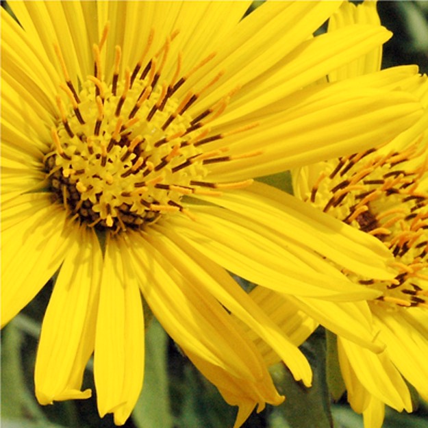 Silphium laciniatum COMPASS PLANT