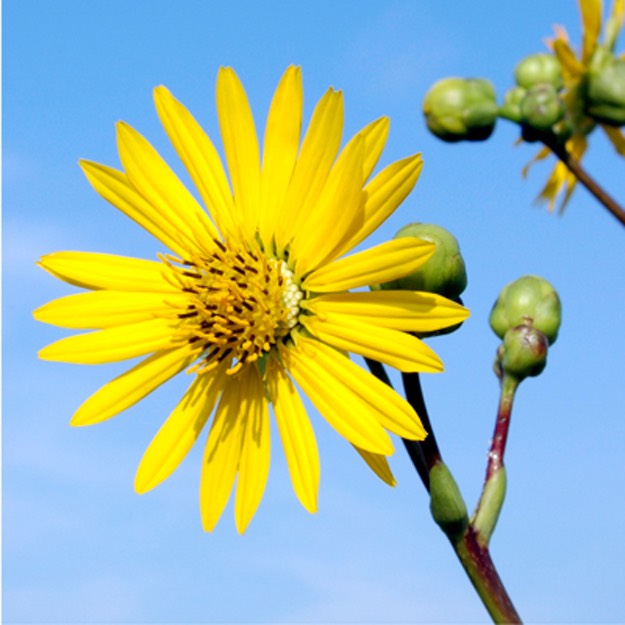 Silphium terebinthinaceum PRAIRIE DOCK
