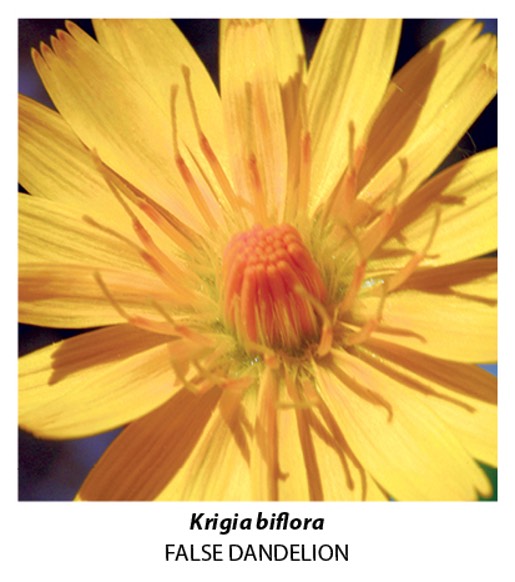 single image, up close