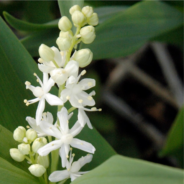 Smilacina stellata STARRY FALSE SOLOMON'S SEAL