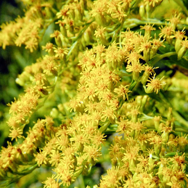 Solidago gigantea LATE GOLDENROD DSC3002-50