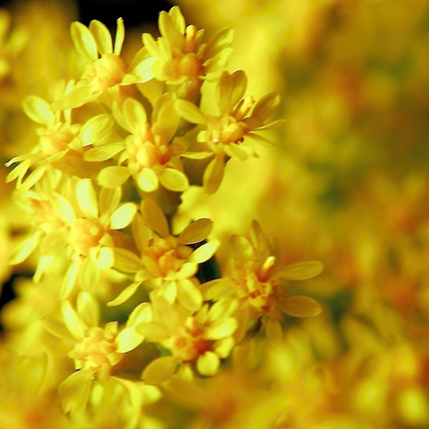 Solidago nemoralis OLD FIELD GOLDENROD DSC6118-13
