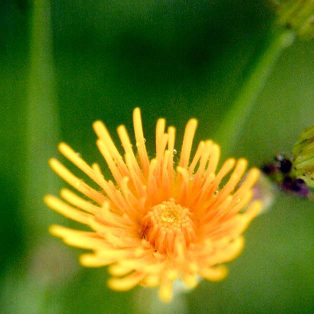 Sonchus arvensis FIELD SOW THISTLE DSC4190-18-17