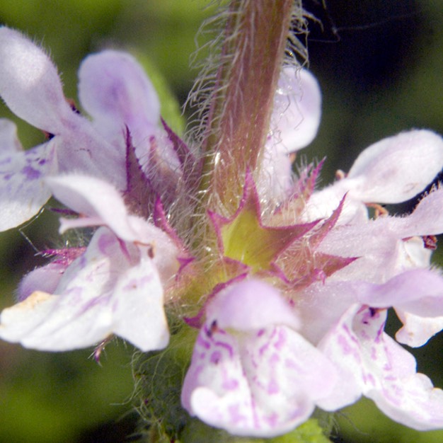 Stachys palustris homotricha WOUNDWORT DSC2668-20