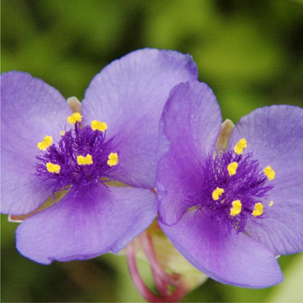 Tradescantia ohiensis COMMON SPIDERWORT