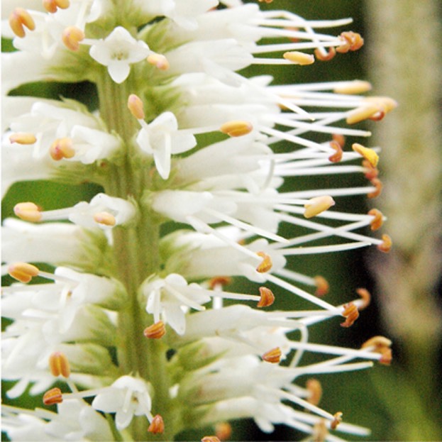 Veronicastrum virginicum CULVER'S ROOT