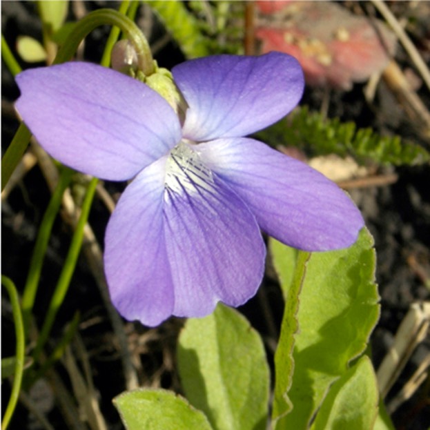Viola pedatifida PRAIRIE VIOLET
