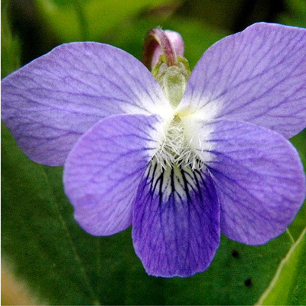 Viola sororia COMMON BLUE VIOLET