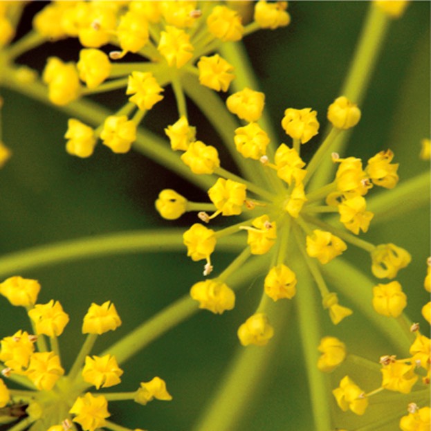 Zizia aurea GOLDEN ALEXANDERS